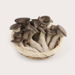 GAP느타리버섯(국산)